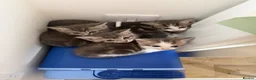 British Longhair cats for sale: Long haired kittens  - Advert 1