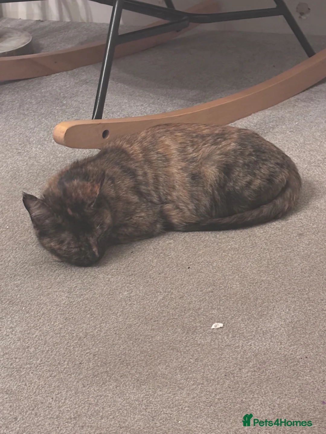 Mixed Breed cats for sale: Gorgeous moggy kittens for sale  - Advert 7