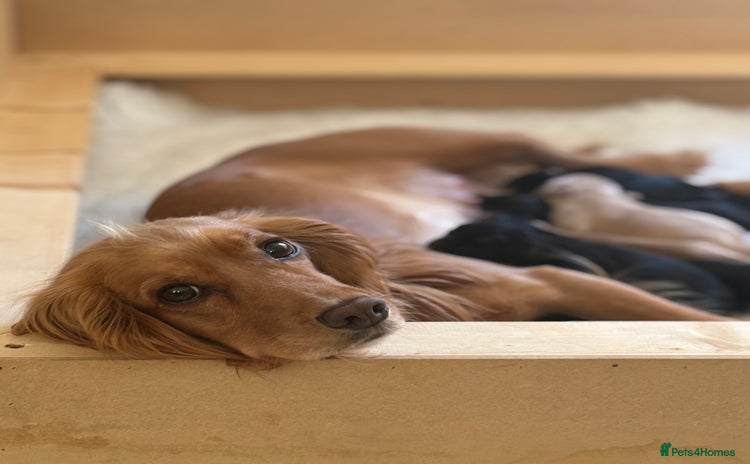 Cocker Spaniel dogs - Advert 14