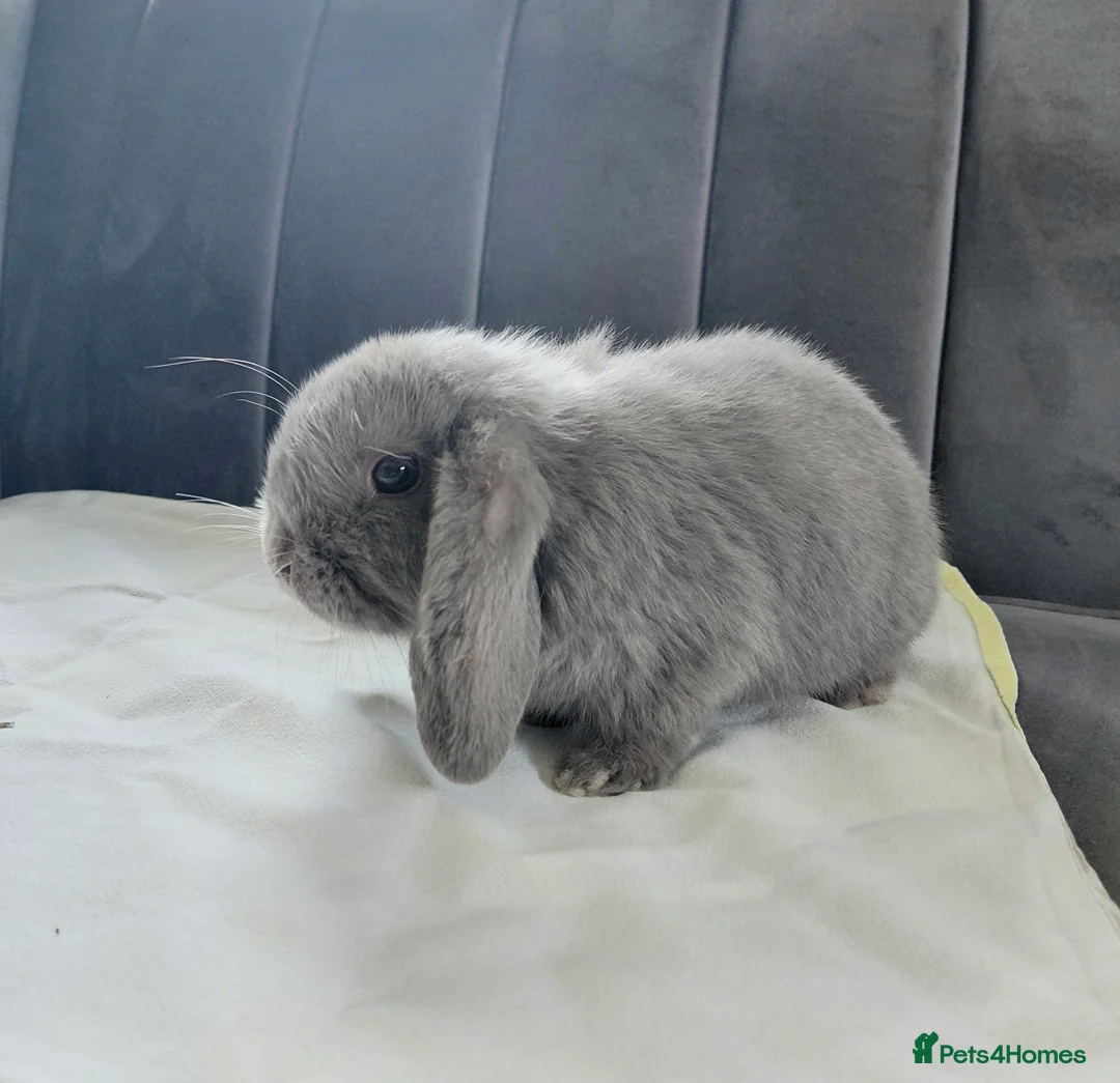 Mini Lop rabbits for sale: Friendly Baby Girl Mini Lop in Hereford - Advert 5