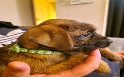 Border Terrier dogs for sale: Border Terrier pups - Image 8