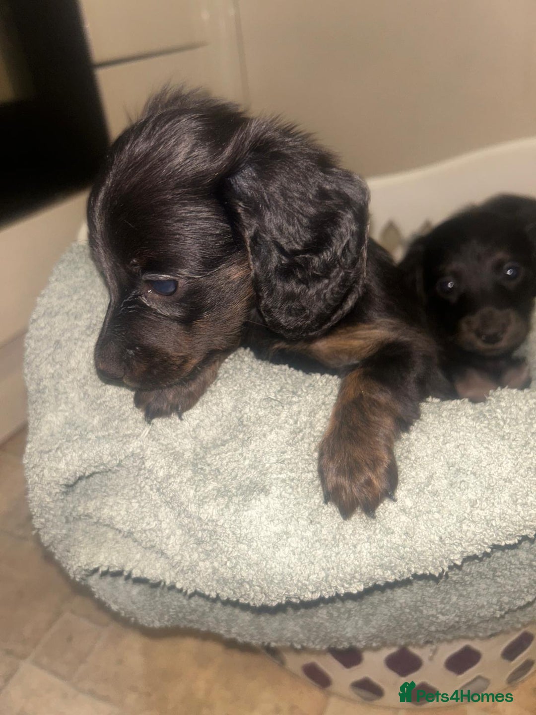 Miniature Dachshund dogs for sale: EXCEPTIONAL KC REG BRINDLE POINTED PUPS - Advert 5