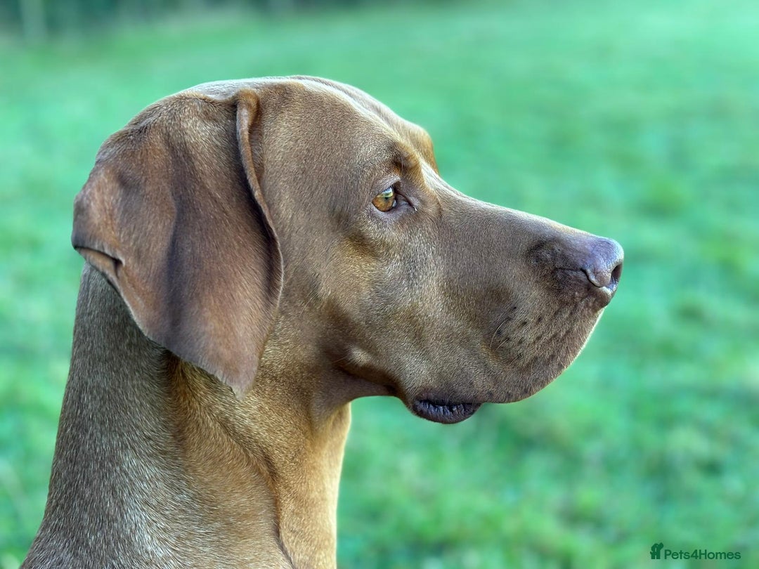 Mixed Breed dogs for sale: Vizla x Fox Red Lab (75/25) Puppies - Image 26