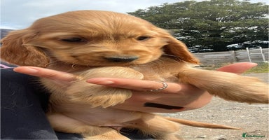 Cocker Spaniel dogs - Advert 2