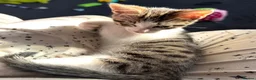Mixed Breed cats for sale: Tabby kitten  - Advert 8