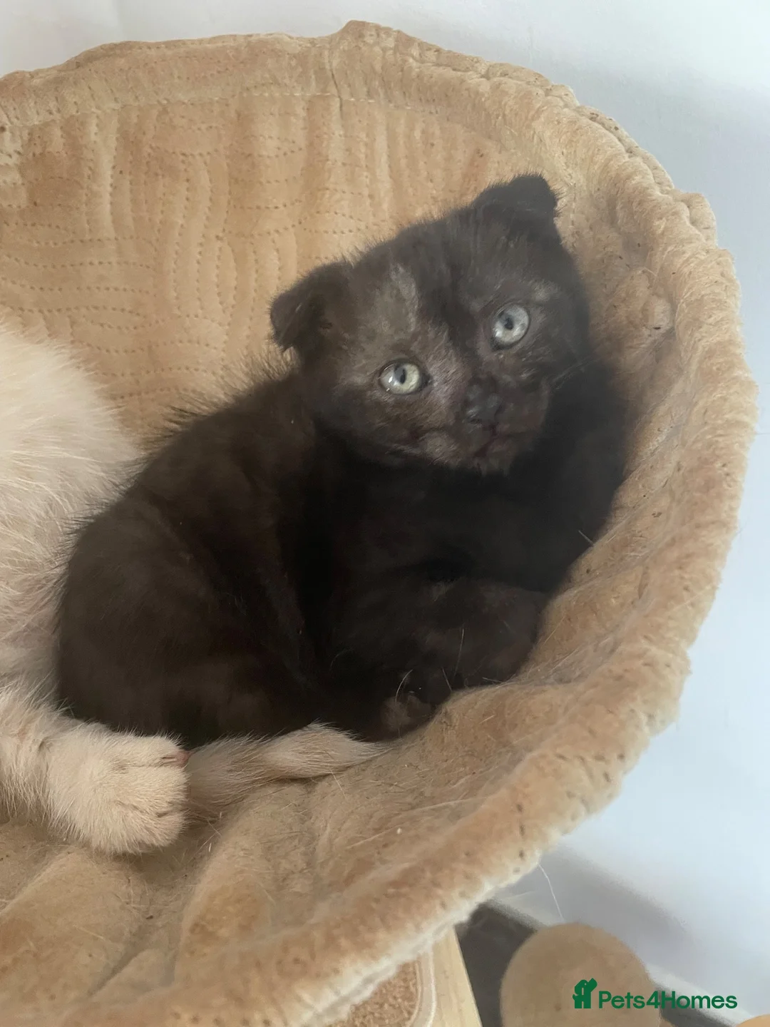 Scottish Fold cats for sale: Scottish fold kitten for sale  - Advert 2