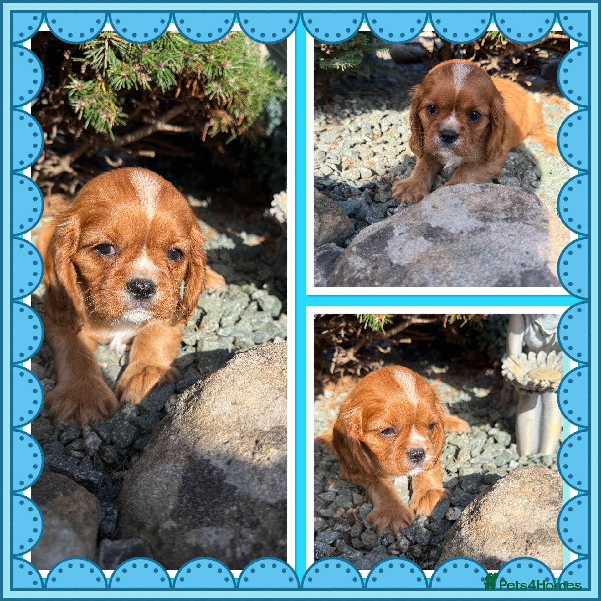 Cavalier King Charles Spaniel dogs King Charles cavalier puppies  - Advert 2