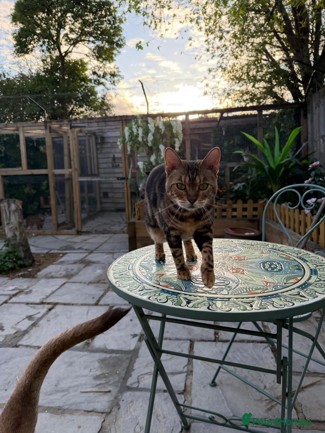 Bengal cats for sale: Star is looking for her forever home! - Advert 2