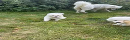Samoyed dogs for sale:     Adorable Samoyed Puppies Looking for 5★ Homes - Advert 6