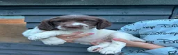 English Springer Spaniel dogs for sale: Kc reg working English springer spaniels  - Advert 6