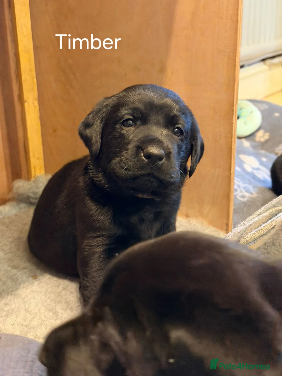 Labrador Retriever dogs for sale: 8 beautiful chunky black KC registered puppies - Advert 3
