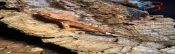 Gecko reptiles for sale: Baby crested geckos in Accrington - Advert 8