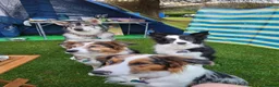 Border Collie dogs for stud: Looking for Stud - Advert 3