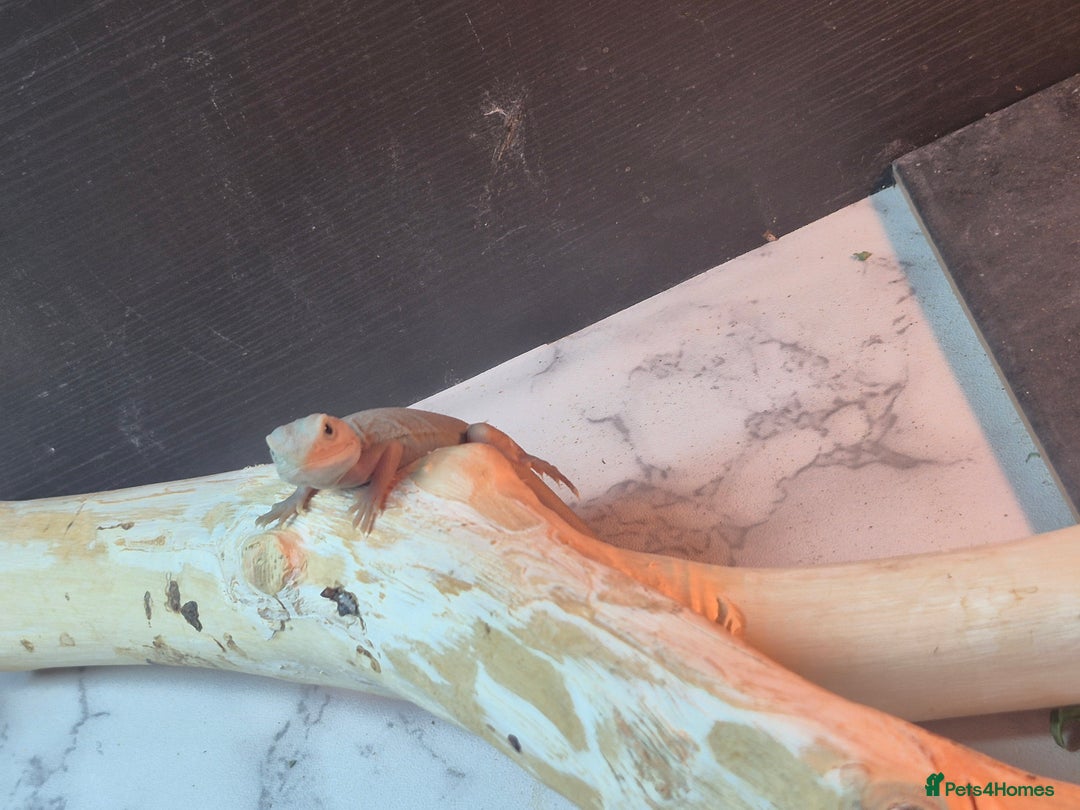 Bearded Dragon reptiles for sale: Bearded dragons  babies  - Advert 36