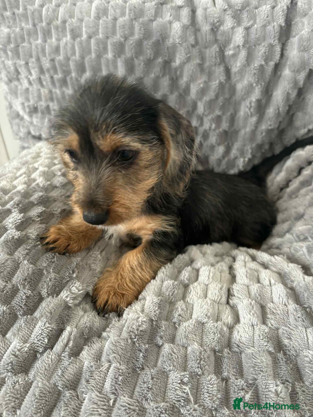 Mixed Breed dogs for sale: Dachshund x jack russell - Image 5