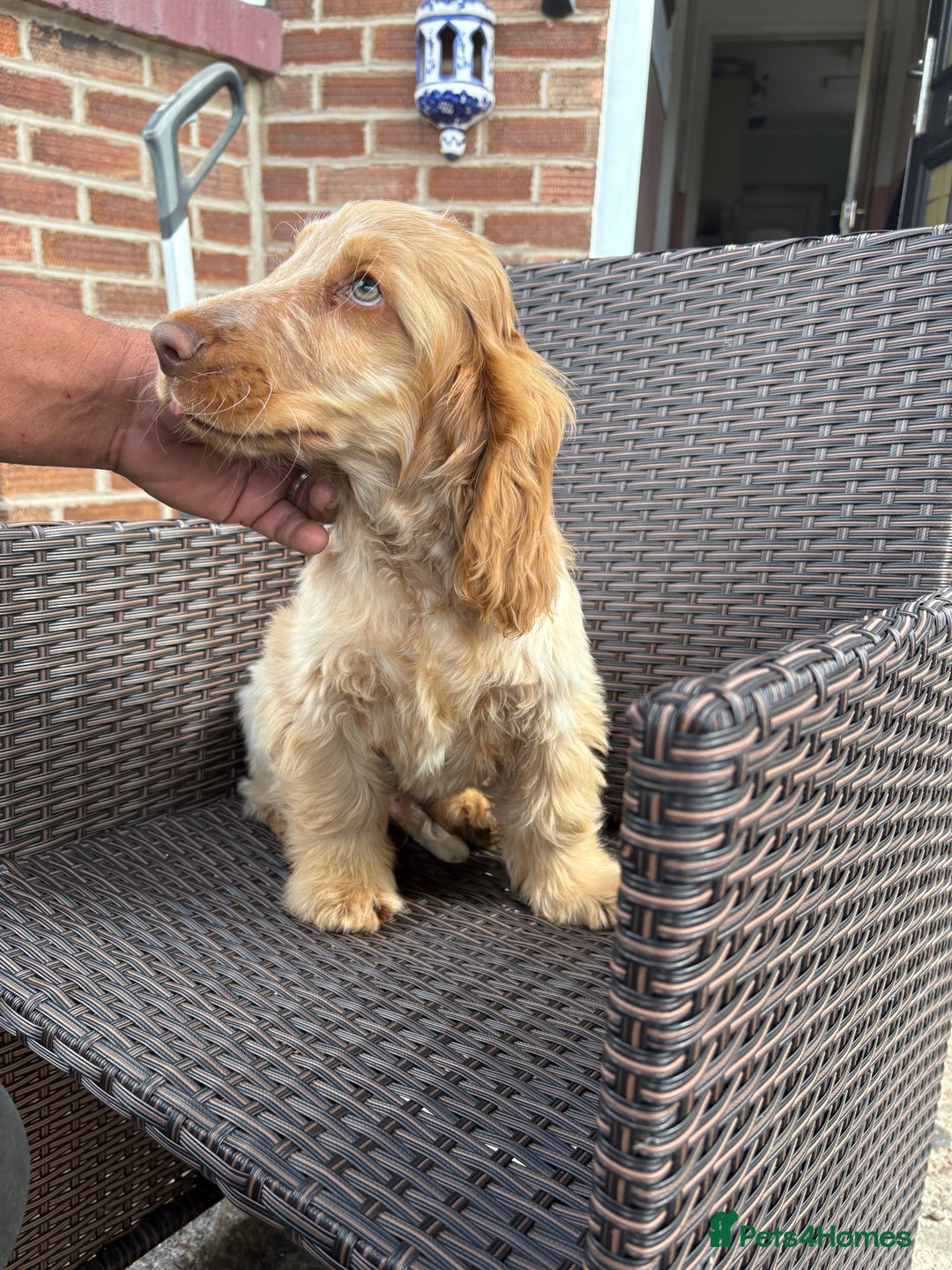 Cocker Spaniel dogs for sale: Show cocker spaniels in Doncaster - Image 32