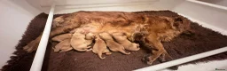 Golden Retriever dogs for sale: KC registered golden retriever pups  - Advert 2