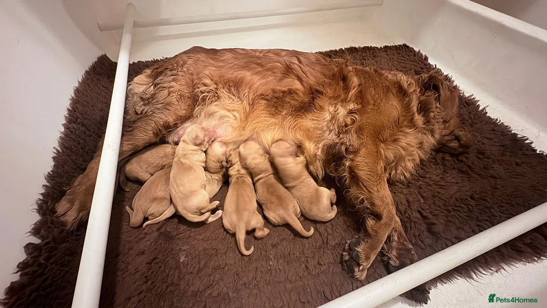 Golden Retriever dogs for sale: KC registered golden retriever pups  - Advert 2