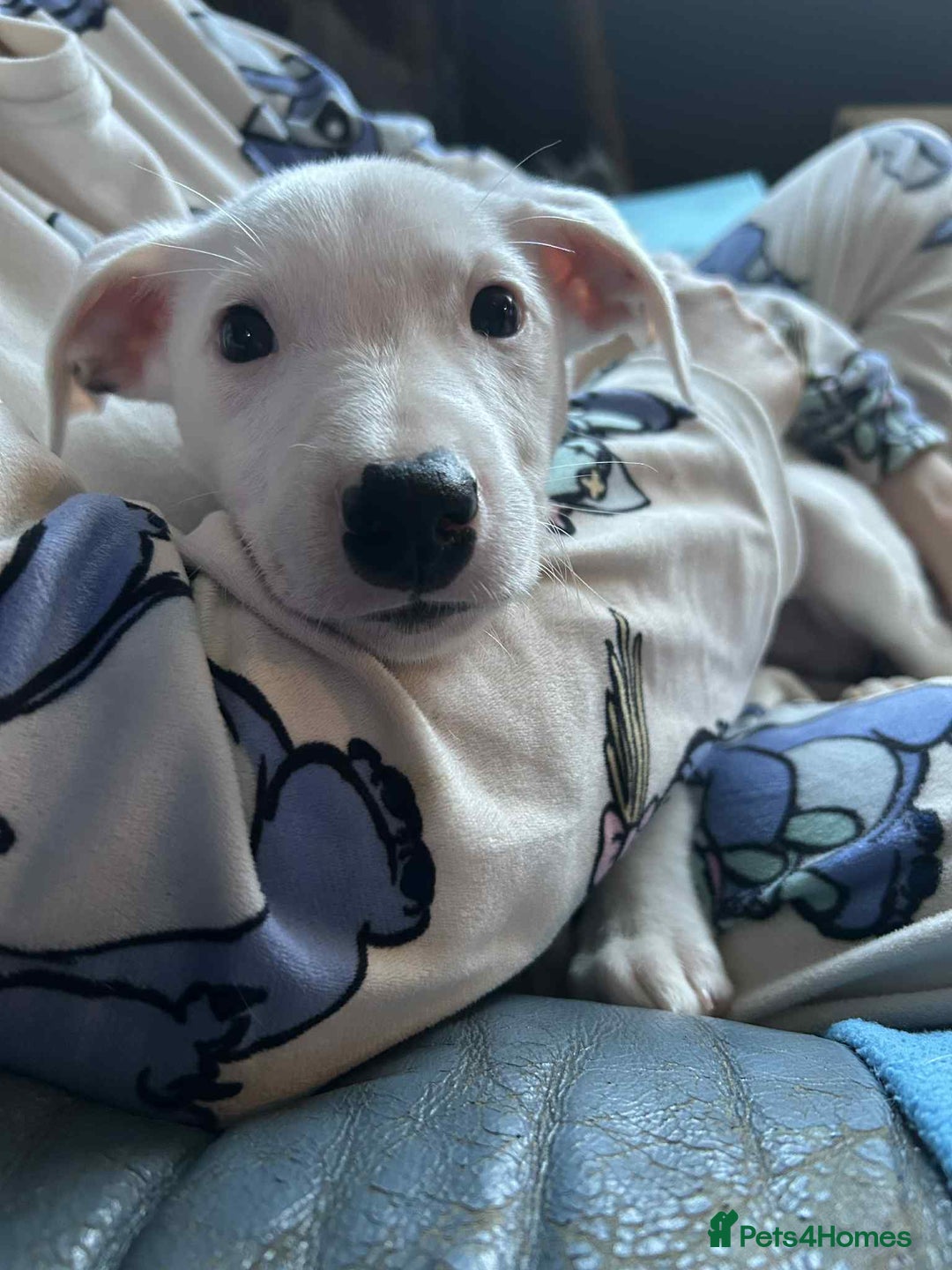 Mixed Breed dogs for sale: Staffy-Lurcher CROSS Border Collie  - Advert 7