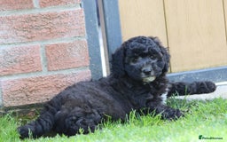 Cavapoochon dogs for sale: Beautiful Cavapoochon female puppy for sale - Image 1