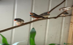 Finches birds for sale: Zebra and penguin finches  - Image 4