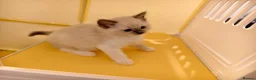 Ragdoll cats for sale: Loving Mitted Kittens – Ready for Homes - Advert 21