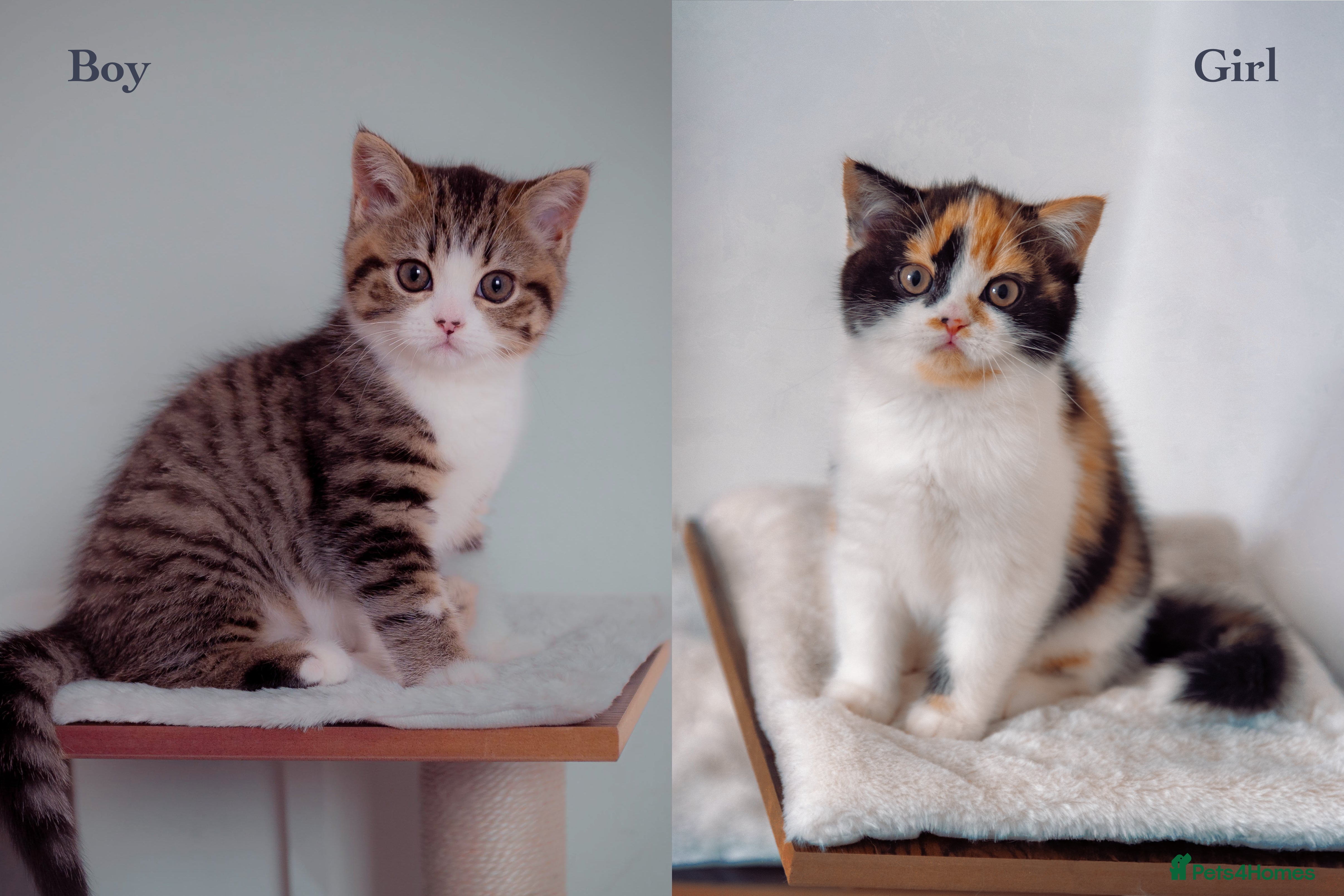 Scottish Fold cats The highest breeding quality Scottish Straight  - Advert 7