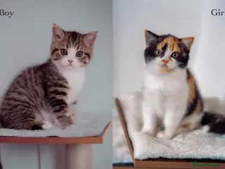 Scottish Fold cats The highest breeding quality Scottish Straight - Advert 7