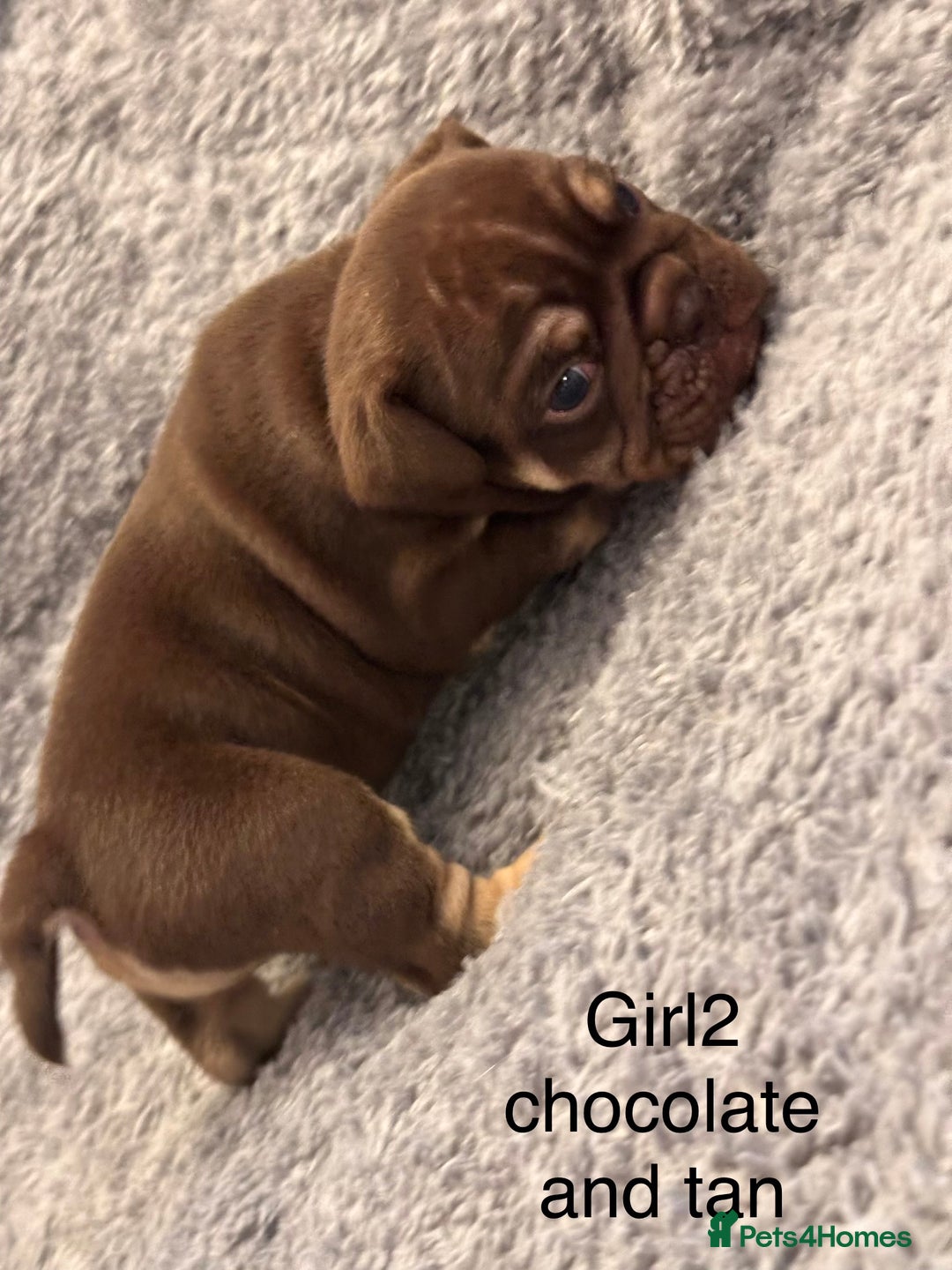 English Bulldog dogs for sale: QUALITY 5* ENGLISH BULLDOG PUPPIES - Advert 13