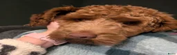 Cockapoo dogs for sale: Cockapoo F1B  in Montgomery - Advert 5