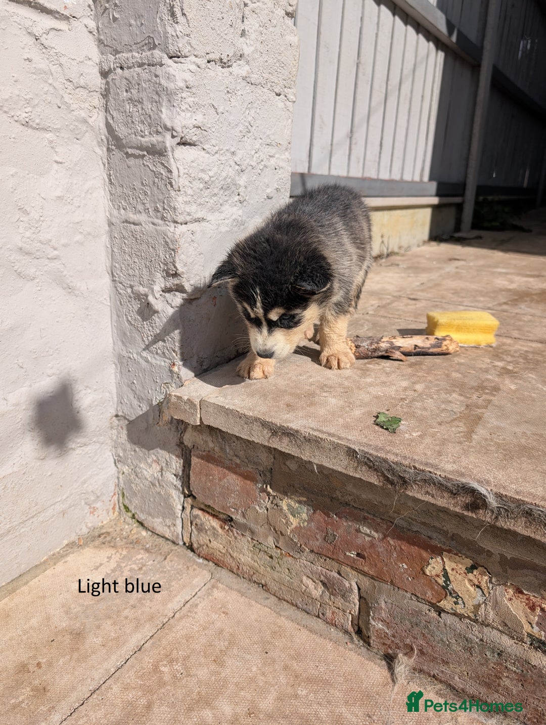 Siberian Husky dogs for sale: 5 Syberrian Husky puppies - Image 13