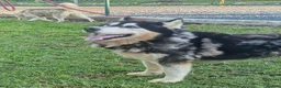 Mixed Breed dogs for adoption: 🥰 meet Randall ❤️ 🐾🐶 - Advert 4