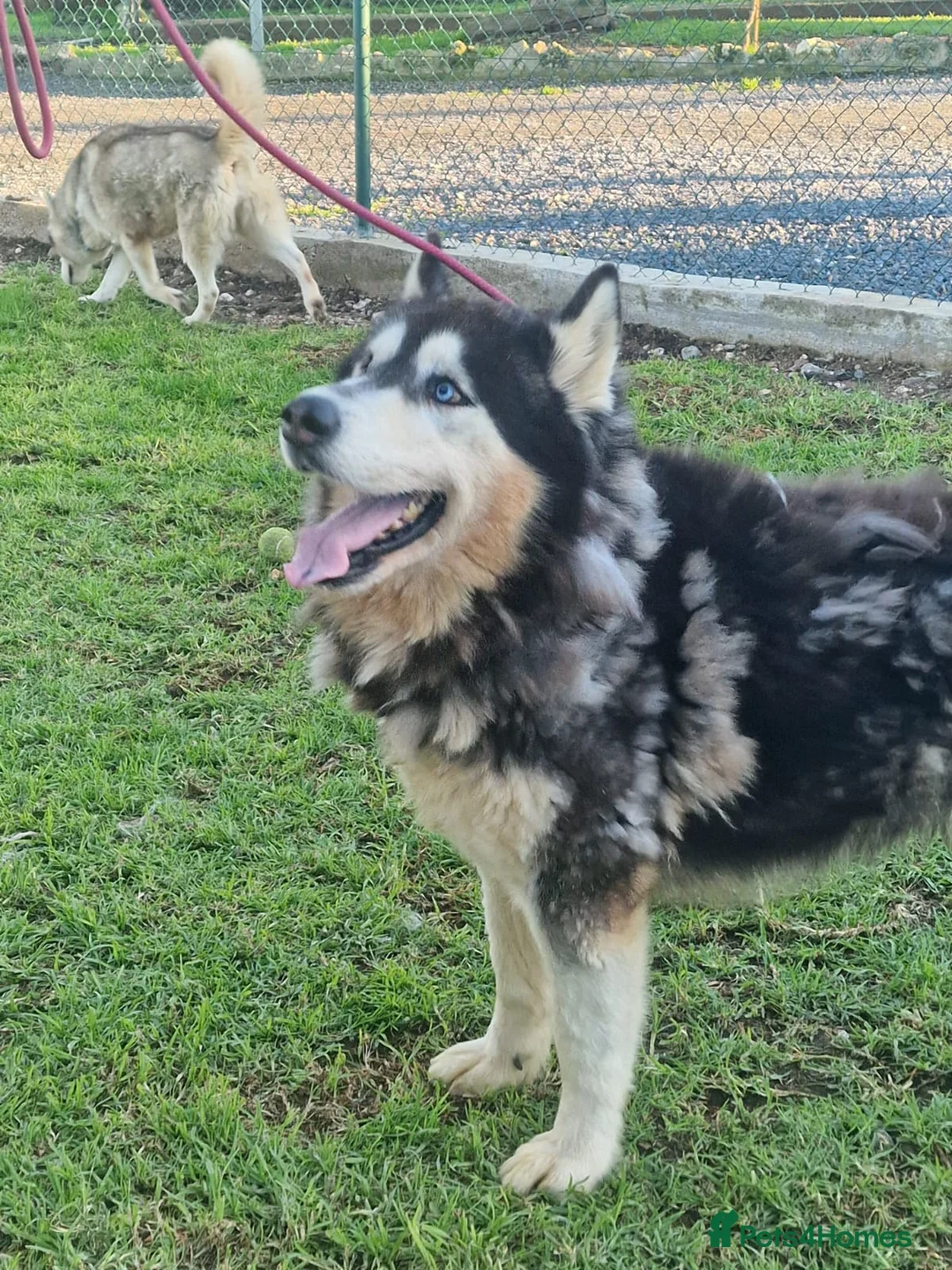 Mixed Breed dogs for adoption: 🥰 meet Randall ❤️ 🐾🐶 - Advert 4