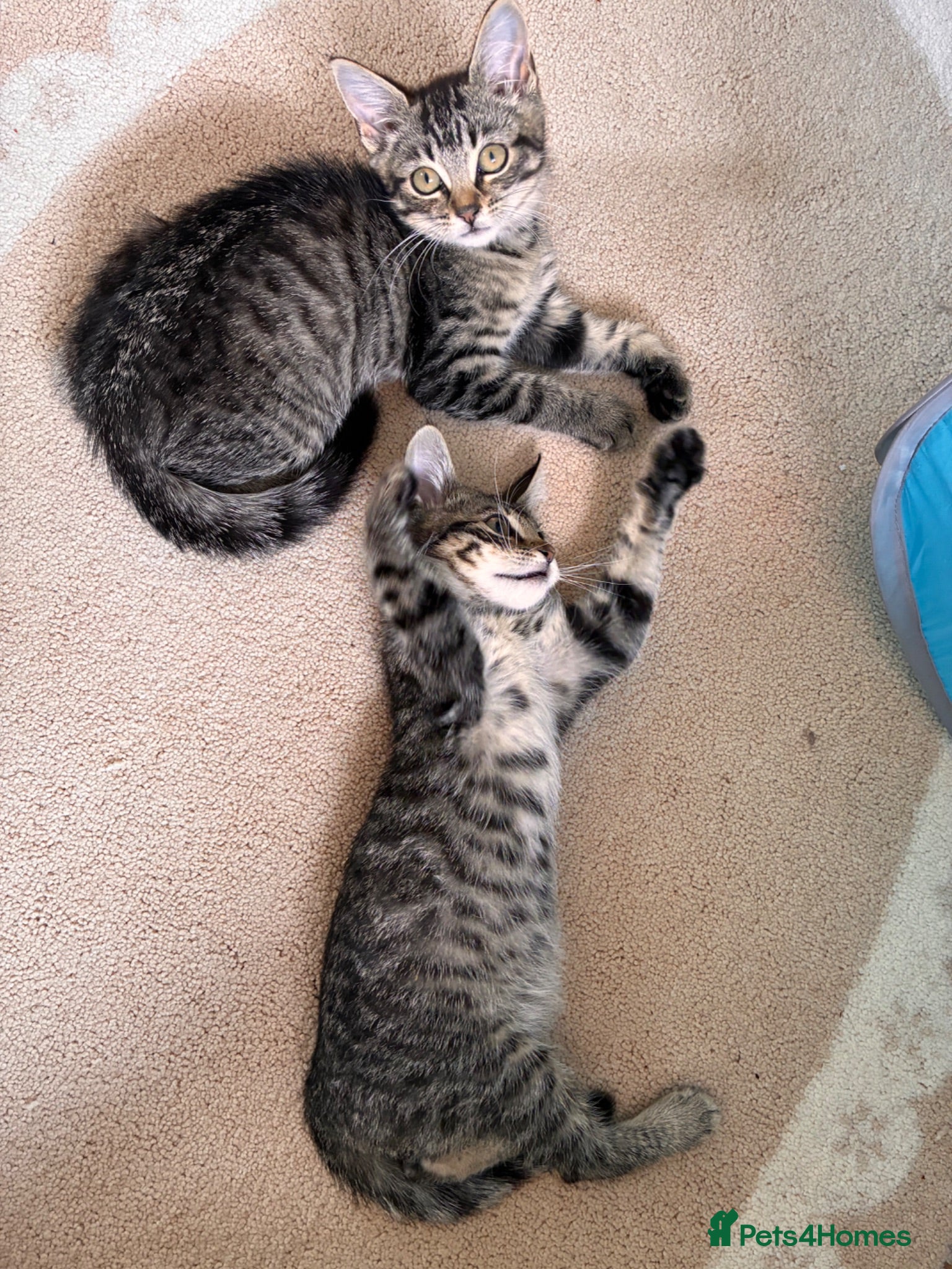 Mixed Breed cats Kittens for sale - Advert 13