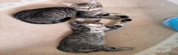 Mixed Breed cats for sale:  Kittens - Advert 12