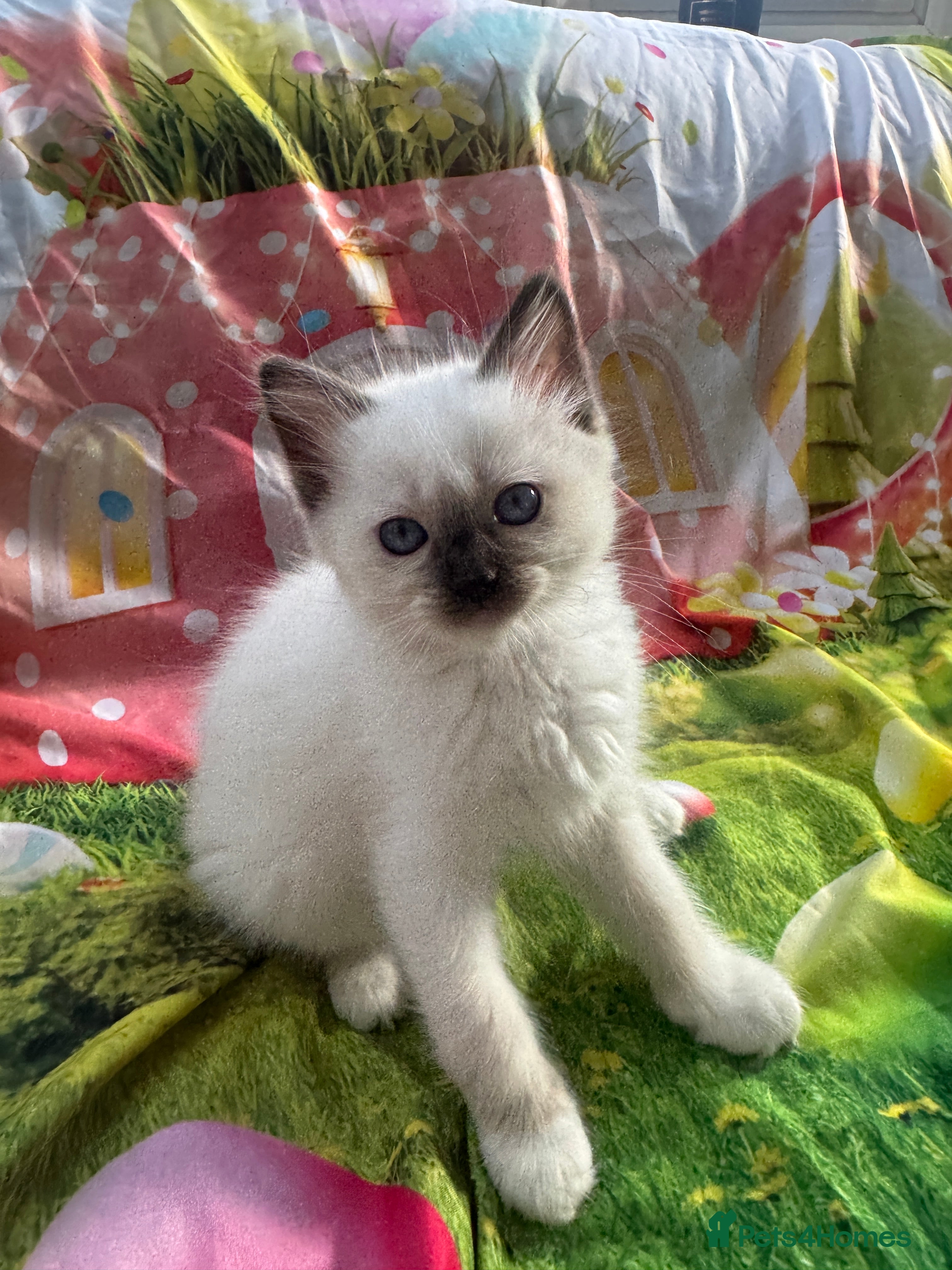 Ragdoll cats GCCF Reg Pedigree Ragdoll kittens TBRCC - Advert 2