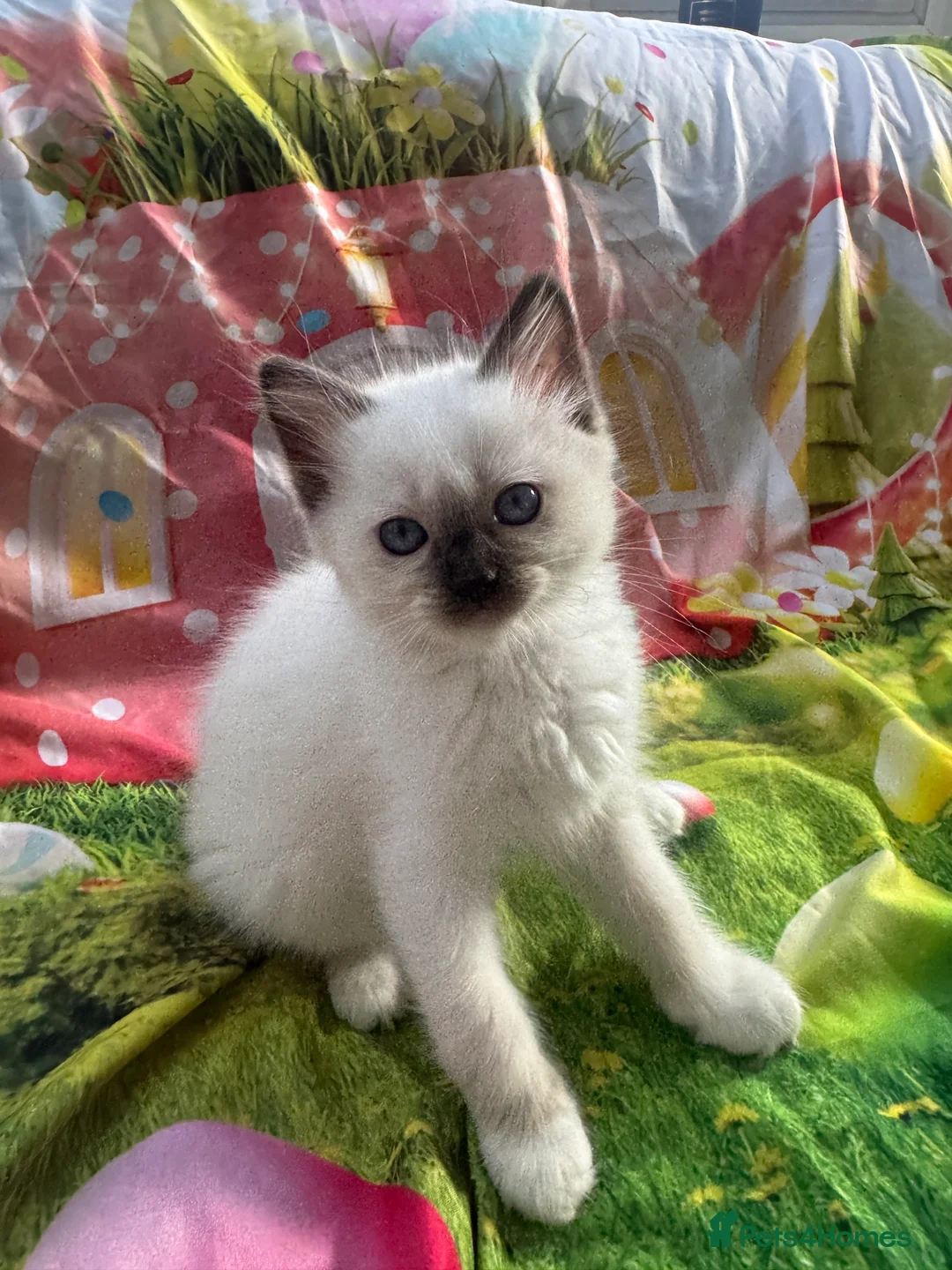 Ragdoll cats for sale: GCCF Reg Pedigree Ragdoll kittens TBRCC - Advert 2