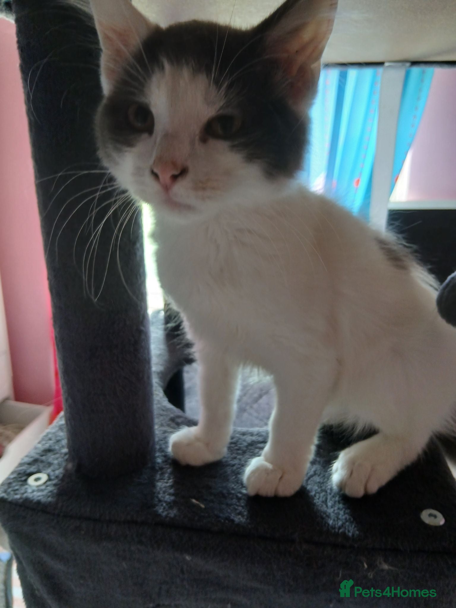British Longhair cats 2 Male british longhair kittens - Advert 1
