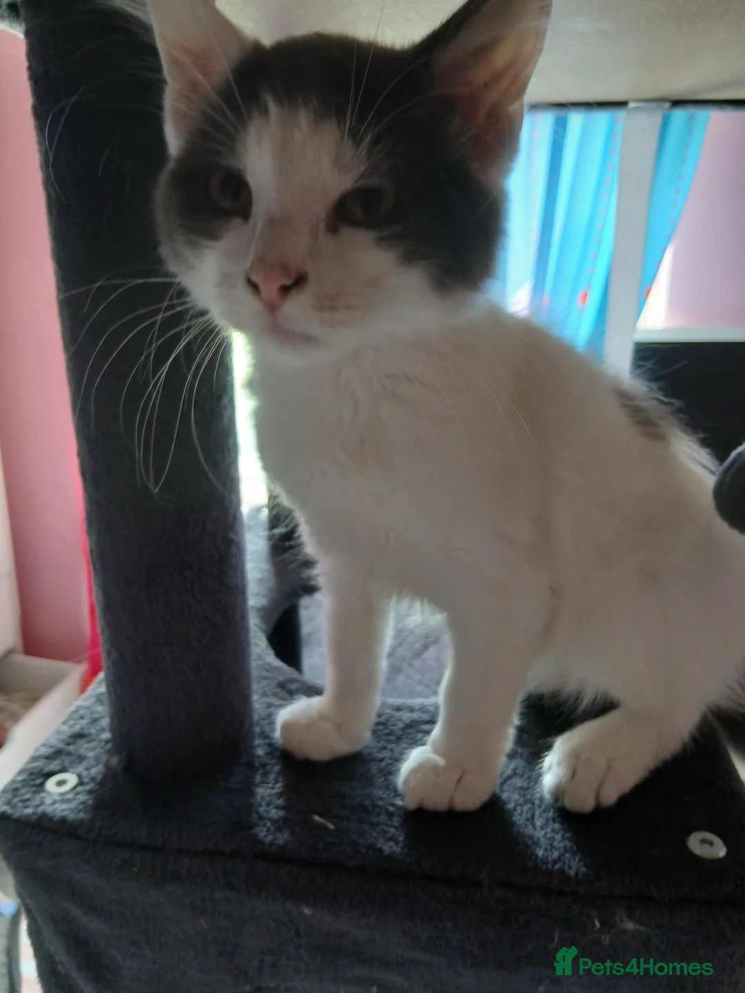 British Longhair cats for sale: 2 Male british longhair kittens - Advert 1