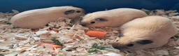 Guinea Pig rodents for sale: CALIFORNIAN SISTERS - Advert 1