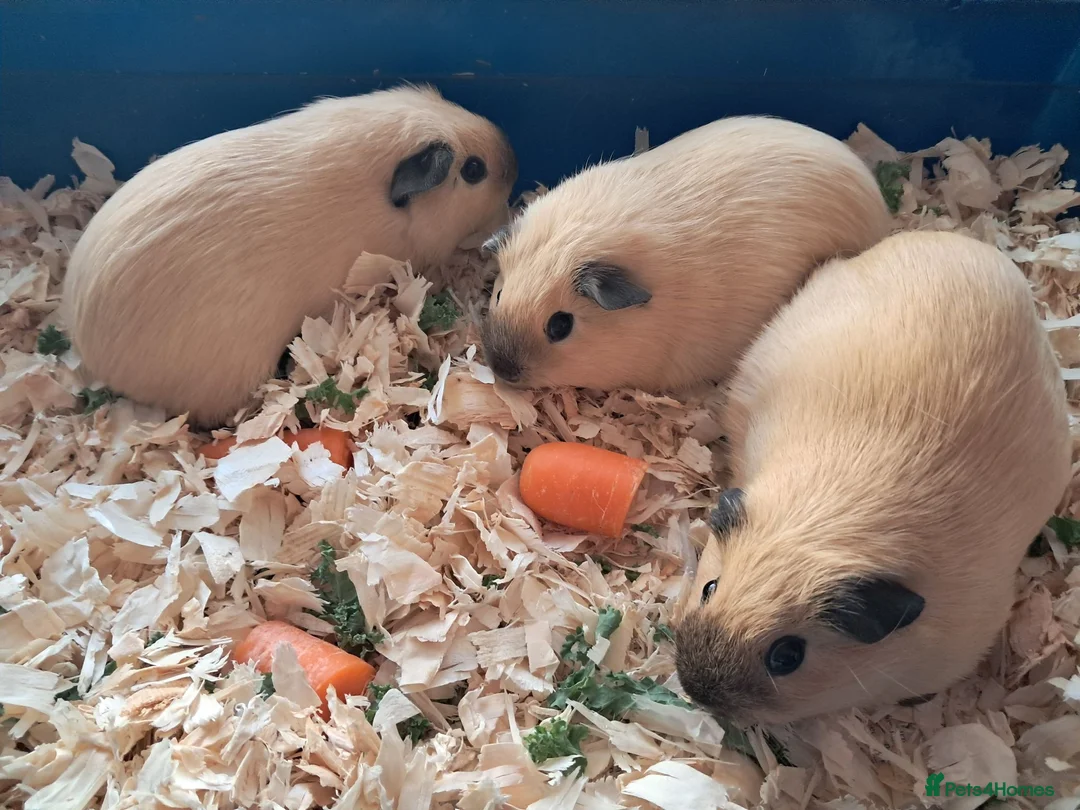 Guinea Pig rodents for sale: CALIFORNIAN SISTERS - Advert 1