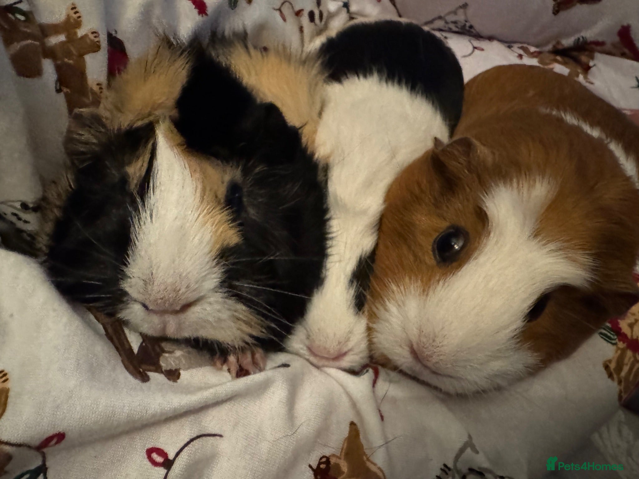 Guinea Pig rodents 3 females  - Advert 1