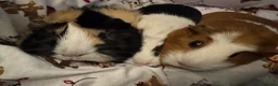 Guinea Pig rodents for sale: 3 females  - Advert 1