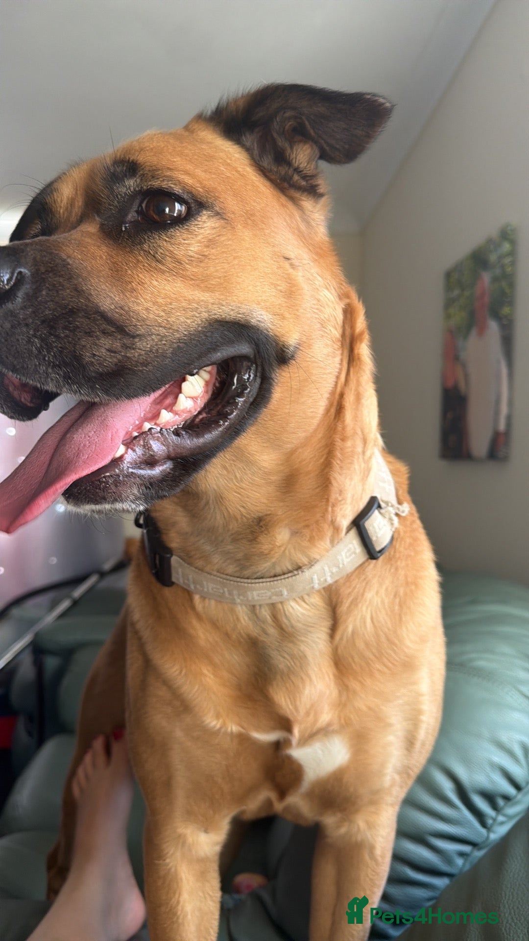 Mixed Breed dogs Dog for adoption  - Advert 1