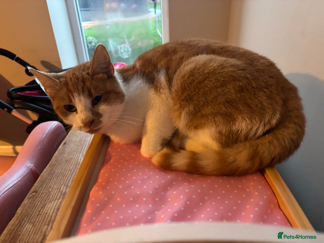 British Shorthair cats for sale: Rehoming older cat 1 year olds - Advert 7