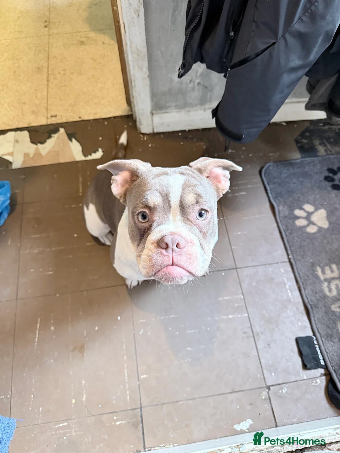 Mixed Breed dogs for sale: Bailey+Bella - Advert 18