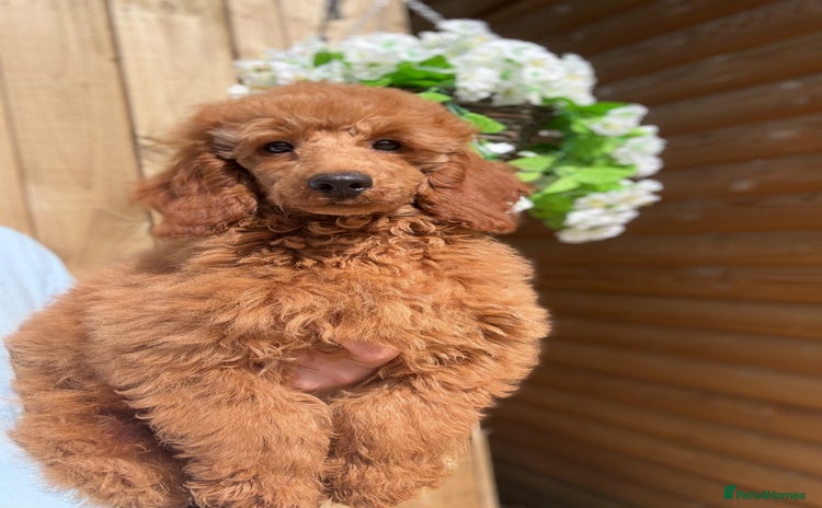 Miniature Poodle dogs in Stafford - Advert 2