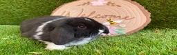 Mini Lop rabbits for sale: Mini lop  - Advert 3
