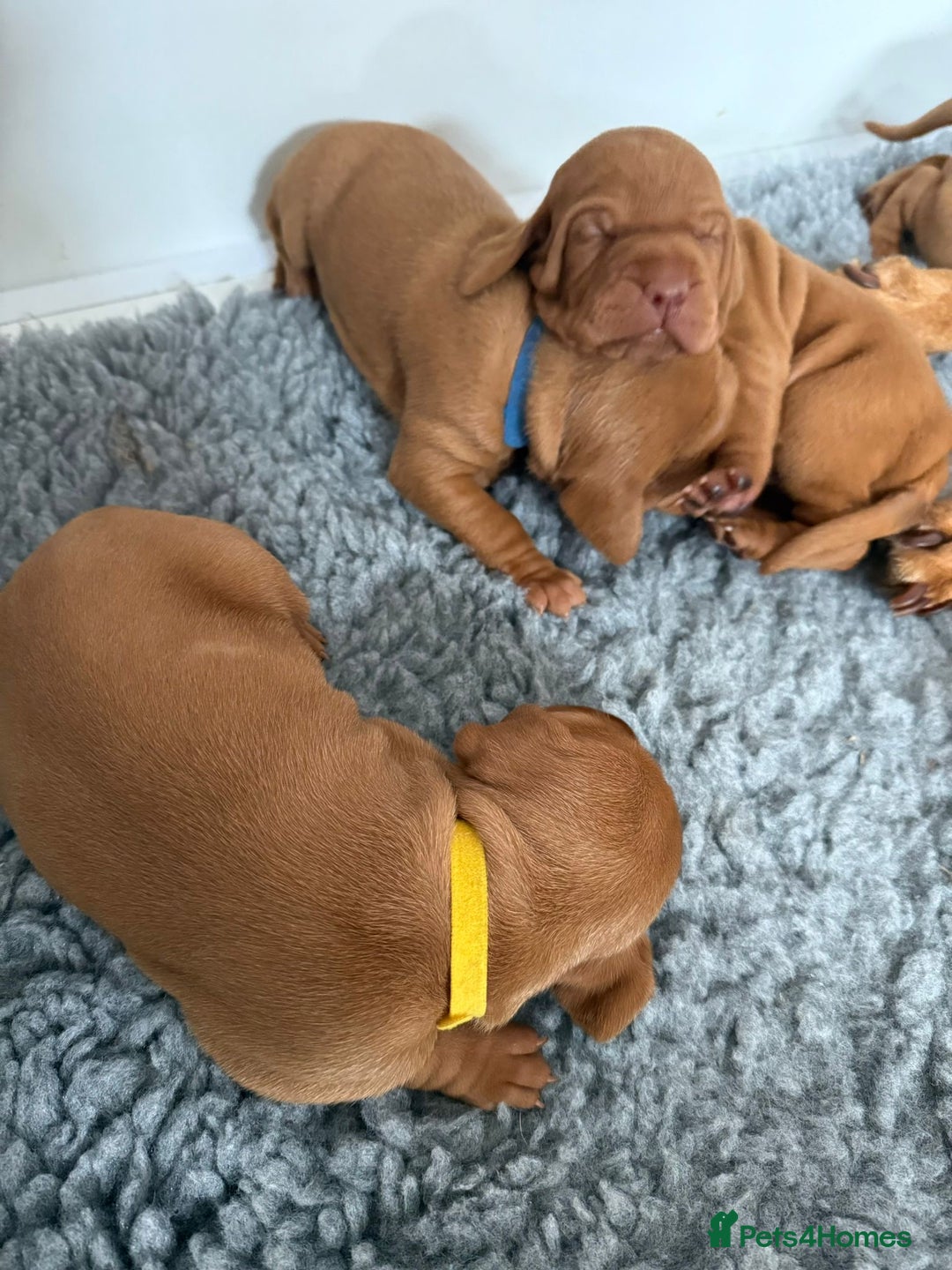 Hungarian Vizsla dogs for sale: KC regarding Hungarian Vizsla puppies - Image 9
