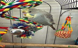 Budgerigars birds for sale: Baby budgie  - Image 3